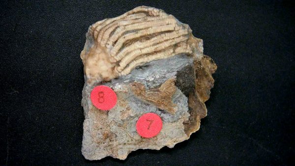 General Crinoid Fossils For Sale- Gilmore City Iowa Mississippian Crinoid Plate #148