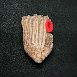 General Crinoid Fossils For Sale- Gilmore City Iowa Mississippian Crinoid Plate #149