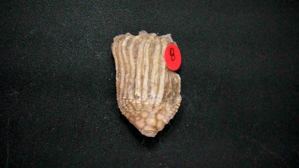 General Crinoid Fossils For Sale- Gilmore City Iowa Mississippian Crinoid Plate #149