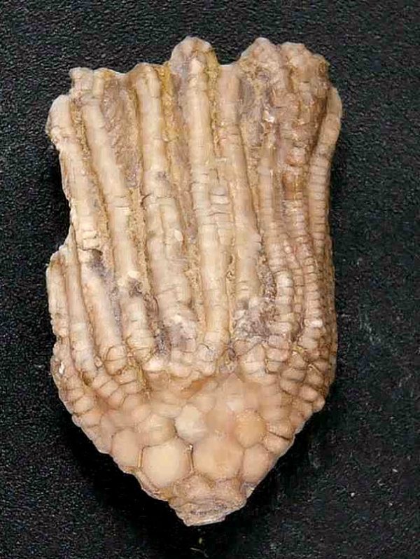 General Crinoid Fossils For Sale- Gilmore City Iowa Mississippian Crinoid Plate #149b