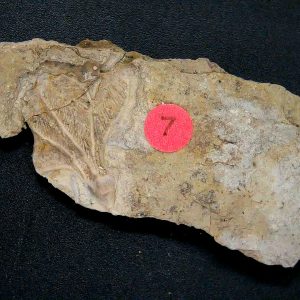 General Crinoid Fossils For Sale- Gilmore City Iowa Mississippian Crinoid Plate #150