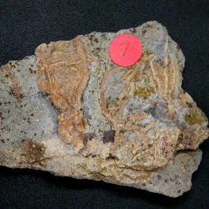 General Crinoid Fossils For Sale- Gilmore City Iowa Mississippian Crinoid Plate #151