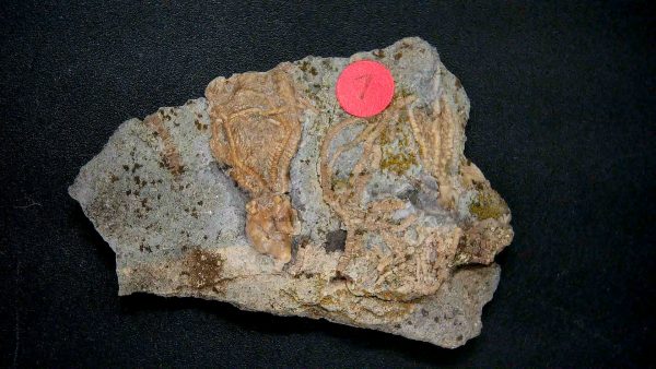 General Crinoid Fossils For Sale- Gilmore City Iowa Mississippian Crinoid Plate #151