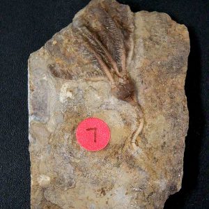 General Crinoid Fossils For Sale- Gilmore City Iowa Mississippian Crinoid Plate #152