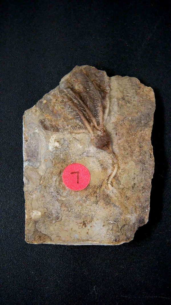 General Crinoid Fossils For Sale- Gilmore City Iowa Mississippian Crinoid Plate #152