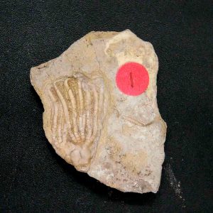 General Crinoid Fossils For Sale- Gilmore City Iowa Mississippian Crinoid Plate #153