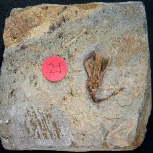 General Crinoid Fossils For Sale- Gilmore City Iowa Mississippian Crinoid Plate #154