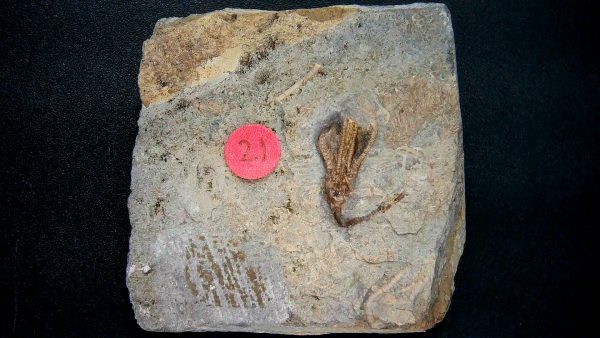 General Crinoid Fossils For Sale- Gilmore City Iowa Mississippian Crinoid Plate #154