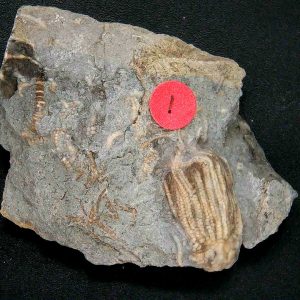 General Crinoid Fossils For Sale- Gilmore City Iowa Mississippian Crinoid Plate #155