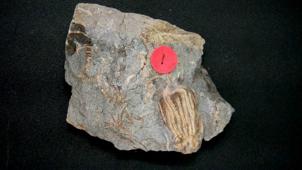 General Crinoid Fossils For Sale- Gilmore City Iowa Mississippian Crinoid Plate #155