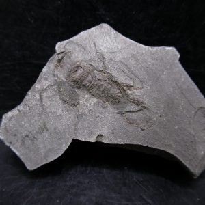 Genuine Cretaceous Age Huhatanka Lobster Fossil for Sale from Kansas #2