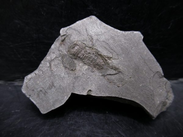 Genuine Cretaceous Age Huhatanka Lobster Fossil for Sale from Kansas #2