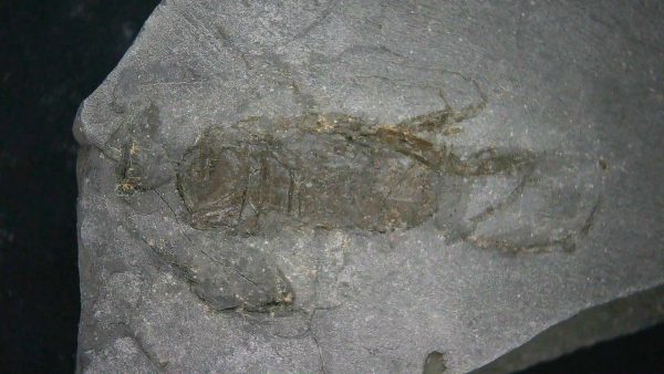 Genuine Cretaceous Age Huhatanka Lobster Fossil for Sale from Kansas #2a