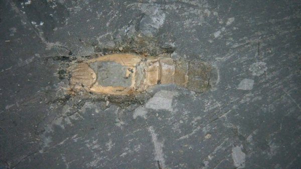 Genuine Cretaceous Age Huhatanka Lobster Fossil for Sale from Kansas #4a