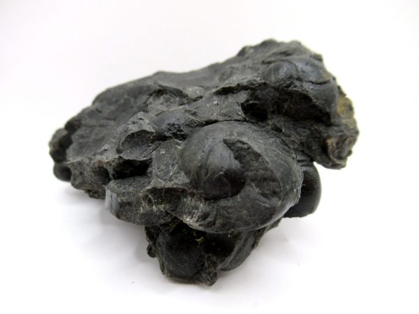 Genuine Devonian Age Goniatite Cluster Fossil From Morocco For Sale #5a