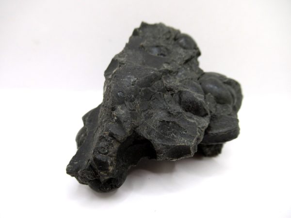 Genuine Devonian Age Goniatite Cluster Fossil From Morocco For Sale #5b