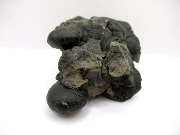 Genuine Devonian Age Goniatite Cluster Fossil From Morocco For Sale #8a