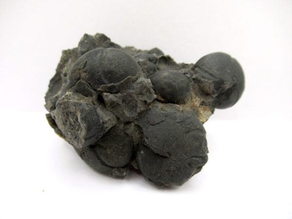 Genuine Devonian Age Goniatite Cluster Fossil From Morocco For Sale #8b
