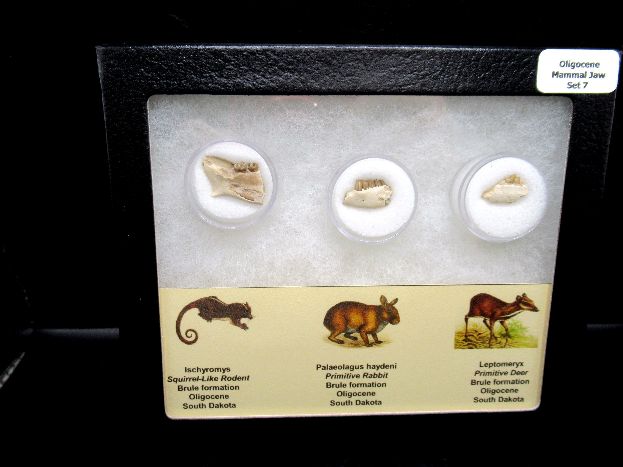S. Dakota Oligicene Mammal Jaw Collection 7 | Fossils for Sale Genuine Oligocene Age Mammal Jaw Section From South Dakota For Sale #7