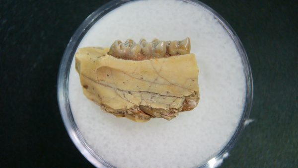 Genuine Oligocene Age Ischyromys Jaw Section From South Dakota For Sale #13