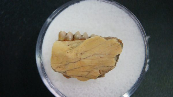 Genuine Oligocene Age Ischyromys Jaw Section From South Dakota For Sale #13a