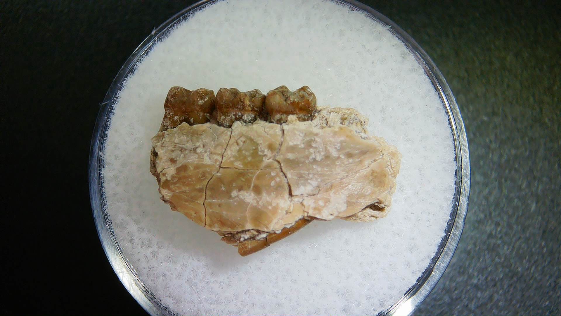 S. Dakota Oligocene Ischyromys Jaw Set 10 | Fossils for Sale Genuine Oligocene Age Ischyromys Rodent Jaw Section From South Dakota For Sale #10