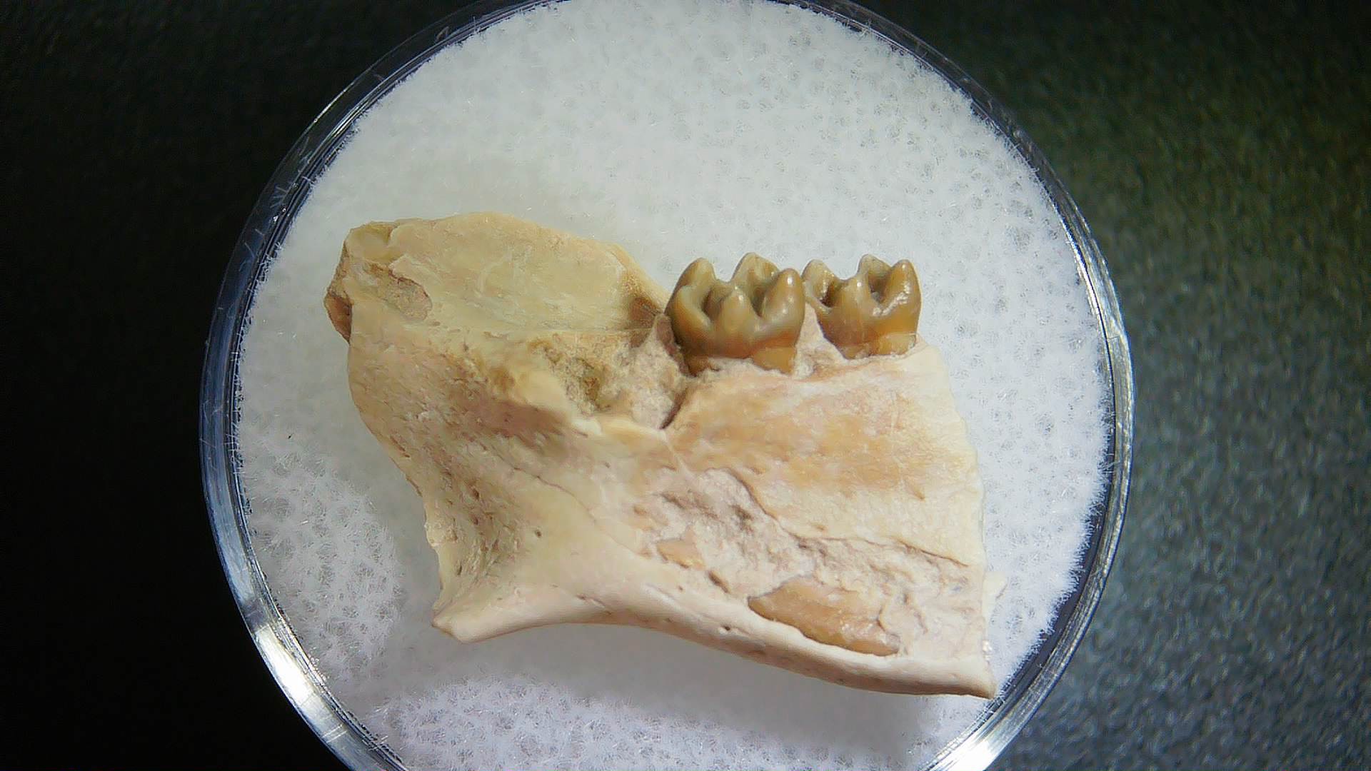 S. Dakota Oligocene Ischyromys Jaw Set 7 | Fossils for Sale Genuine Oligocene Age Ischyromys Rodent Jaw Section From South Dakota For Sale #7
