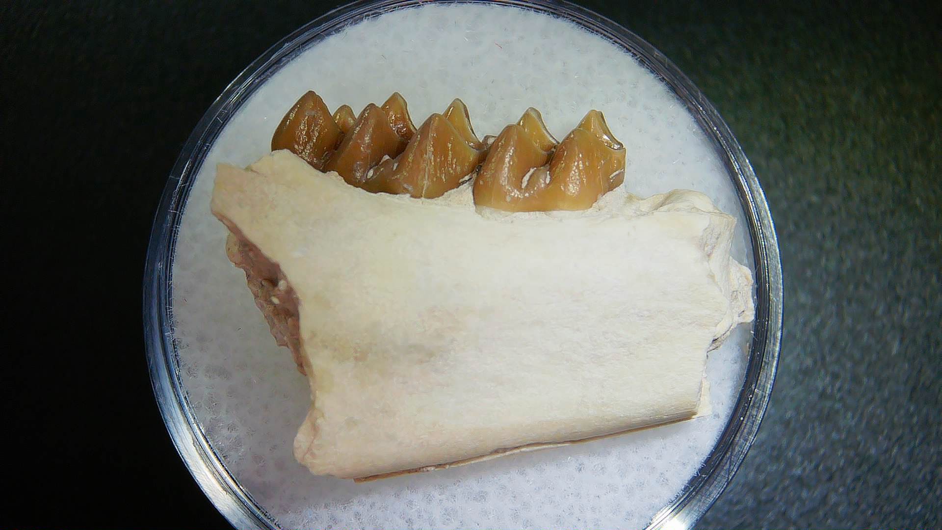 S. Dakota Oligocene Leptomeryx Jaw Set 10a | Fossils for Sale Genuine Oligocene Age Leptomeryx Jaw Section From South Dakota For Sale #10a