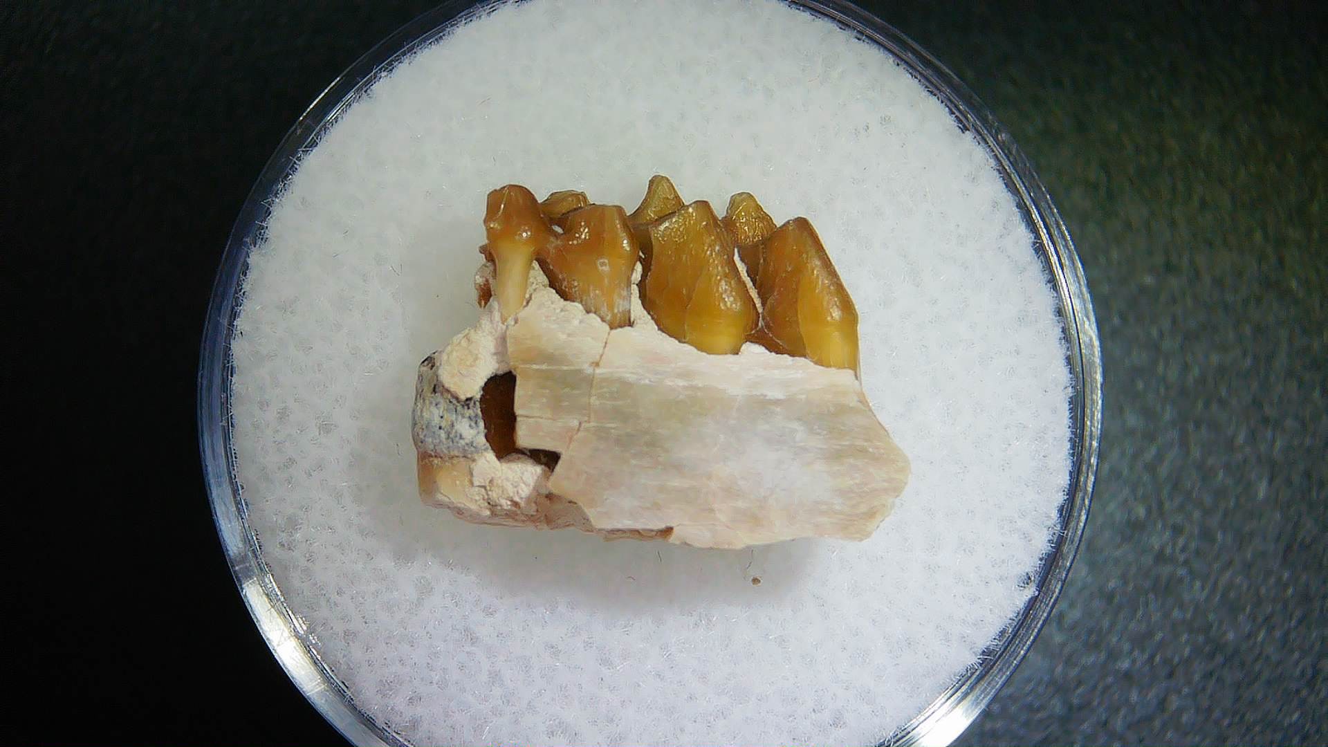 S. Dakota Oligocene Leptomeryx Jaw Set 16a | Fossils for Sale Genuine Oligocene Age Leptomeryx Jaw Section From South Dakota For Sale #16a