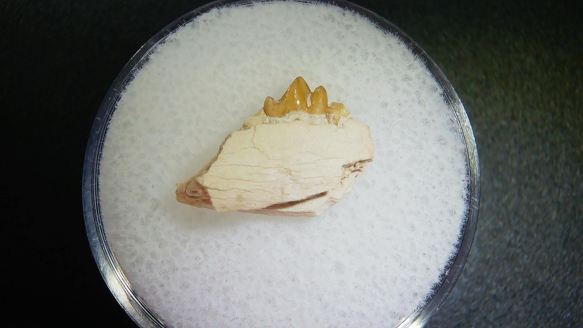 S. Dakota Oligocene Leptomeryx Jaw Set 7a | Fossils for Sale Genuine Oligocene Age Leptomeryx Jaw Section From South Dakota For Sale #7a