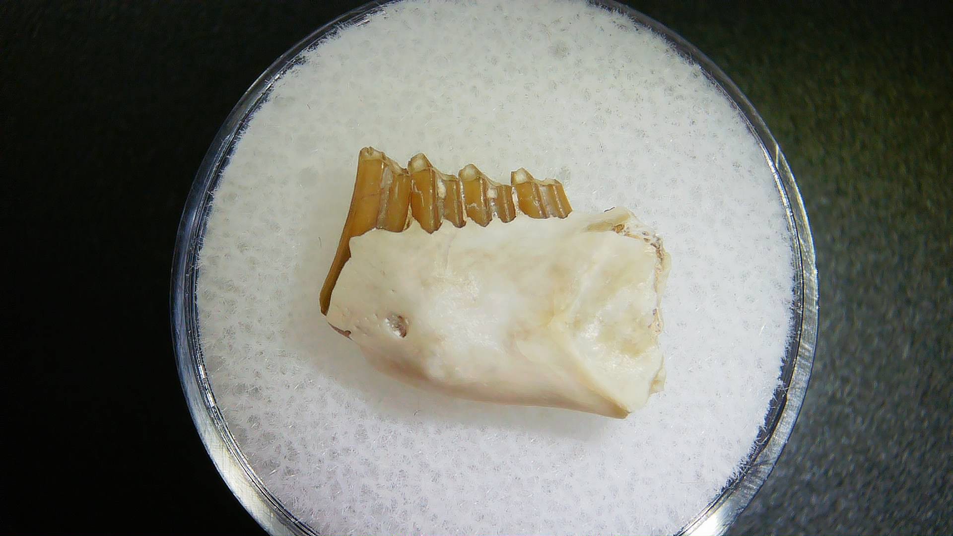 S. Dakota Oligocene Palaeolagus Jaw Set 10b | Fossils for Sale Genuine Oligocene Age Palaeolagus Jaw Section From South Dakota For Sale #10b