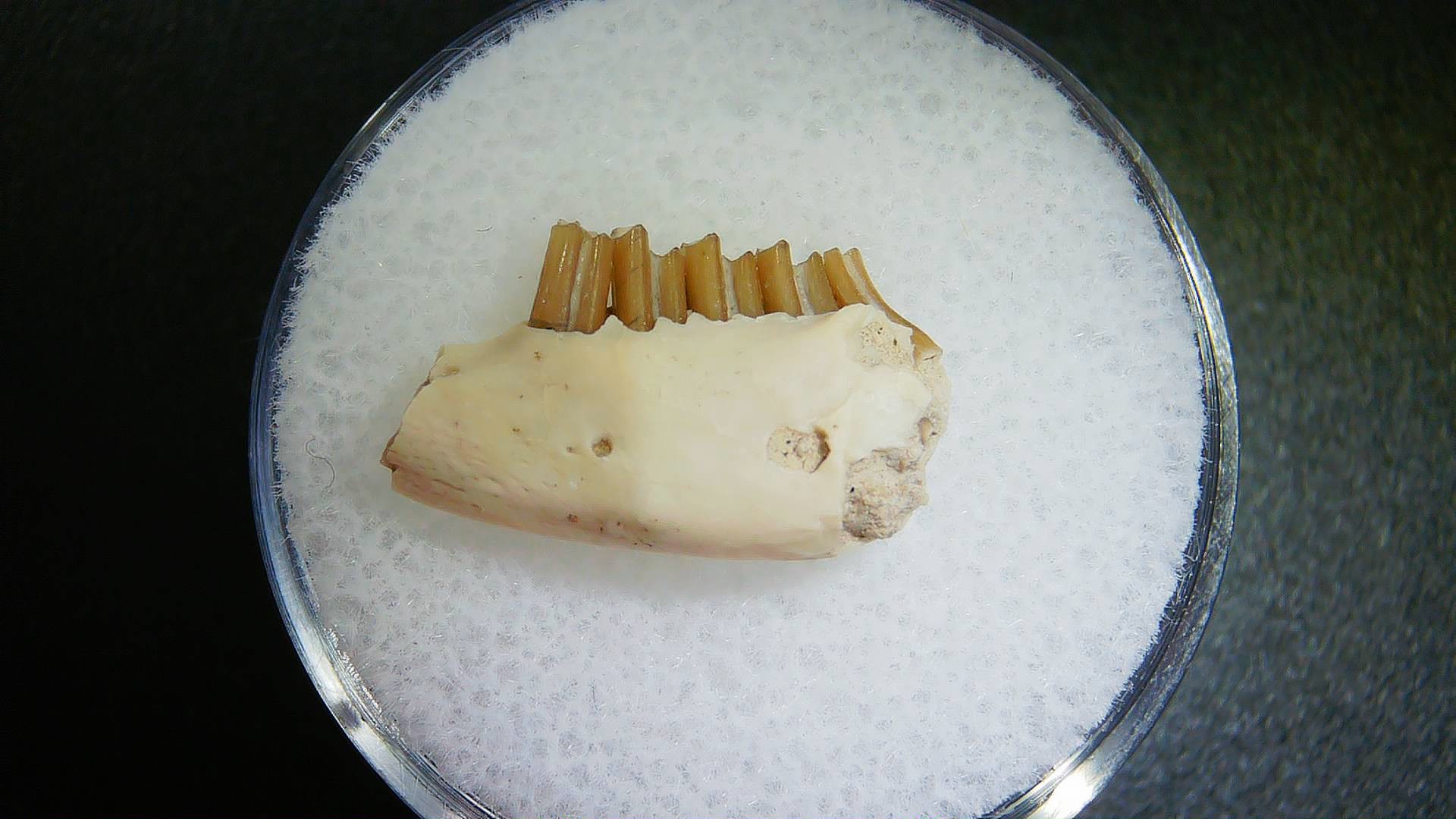 S. Dakota Oligocene Palaeolagus Jaw Set 7b | Fossils for Sale Genuine Oligocene Age Palaeolagus Jaw Section From South Dakota For Sale #7b
