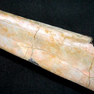 Genuine Cretaceous Age Baculite Fossil for Sale from South Dakota #1