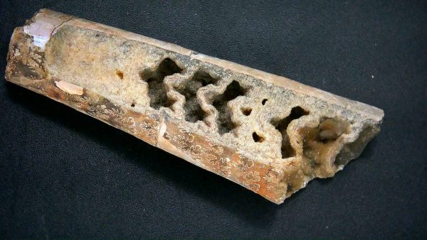 Genuine Cretaceous Age Baculite Fossil for Sale from South Dakota #1a
