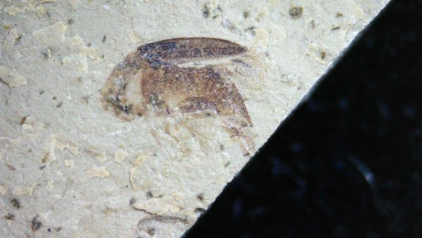Fossil Insect - Green River fm. Utah #17 - Image 2
