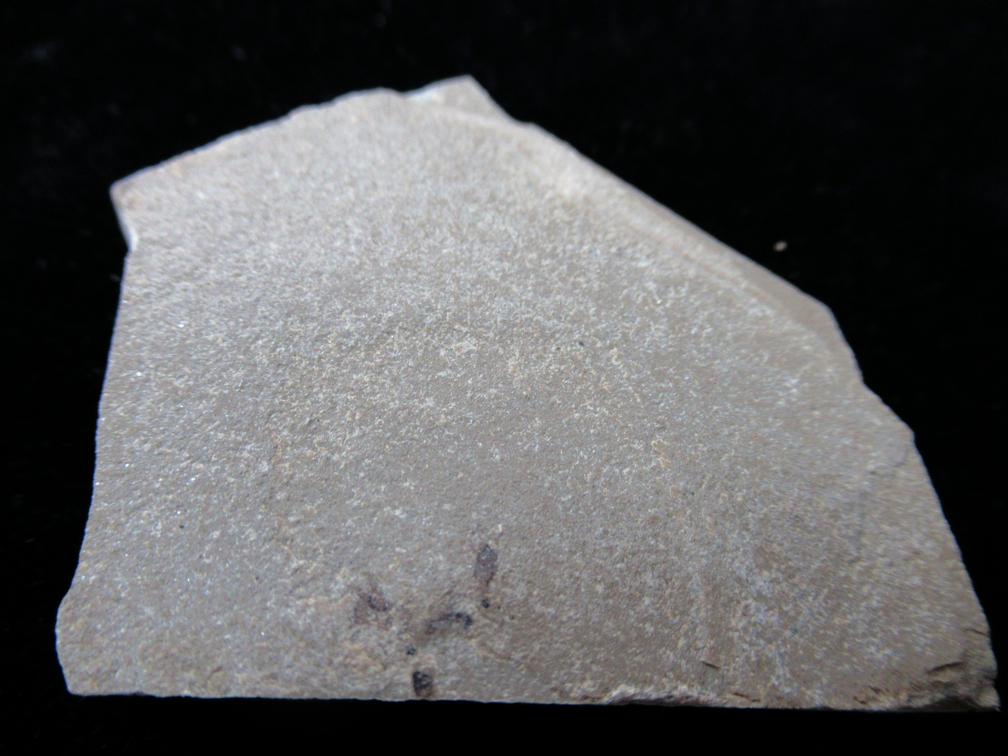 Utah Eocene Green River Insect 18 | Fossils for Sale