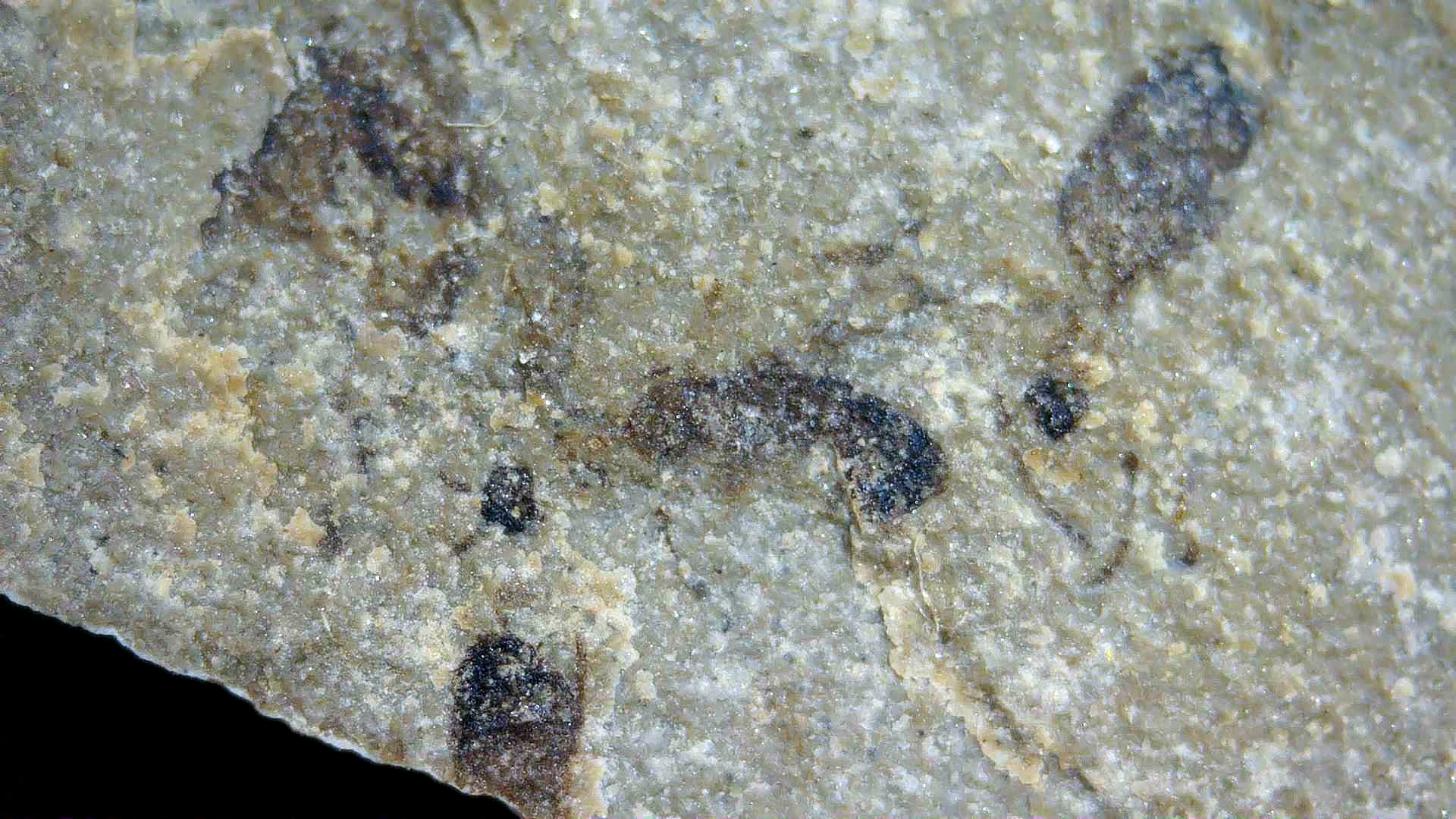 Utah Eocene Green River Insect 18a | Fossils for Sale