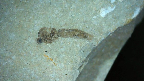 Fossil Insect - Green River fm. Utah #36 - Image 2