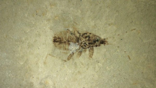 Fossil Insect - Green River fm. Utah #41 - Image 2