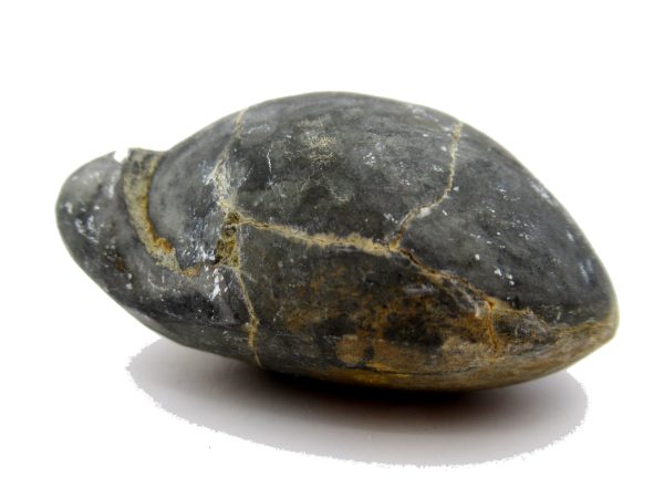 Genuine Devonian Age Strinocephalus Brachiopod From Burma For Sale #1