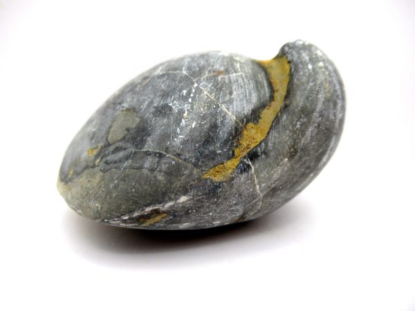 Genuine Devonian Age Strinocephalus Brachiopod From Burma For Sale #10a