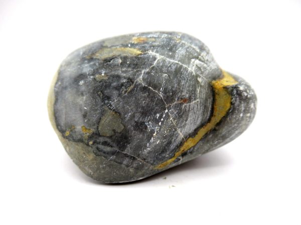 Genuine Devonian Age Strinocephalus Brachiopod From Burma For Sale #10b