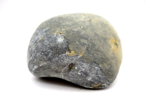 Genuine Devonian Age Strinocephalus Brachiopod From Burma For Sale #10c