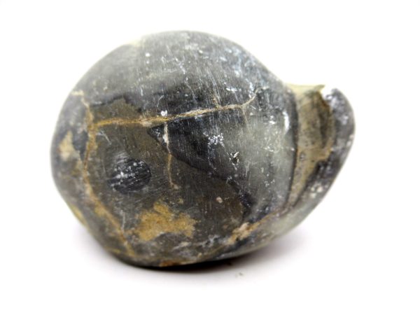Genuine Devonian Age Strinocephalus Brachiopod From Burma For Sale #13b