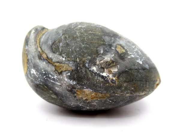 Genuine Devonian Age Strinocephalus Brachiopod From Burma For Sale #18