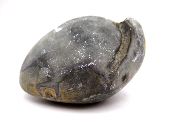 Genuine Devonian Age Strinocephalus Brachiopod From Burma For Sale #18a