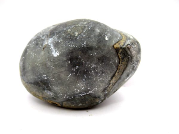 Genuine Devonian Age Strinocephalus Brachiopod From Burma For Sale #18b