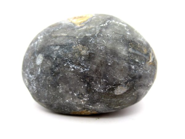 Genuine Devonian Age Strinocephalus Brachiopod From Burma For Sale #18c