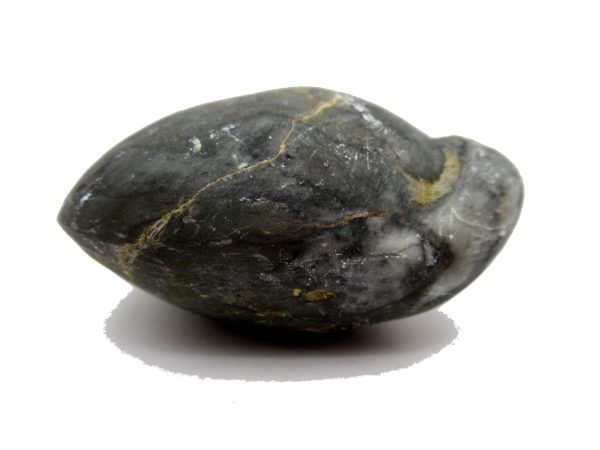 Genuine Devonian Age Strinocephalus Brachiopod From Burma For Sale #1a