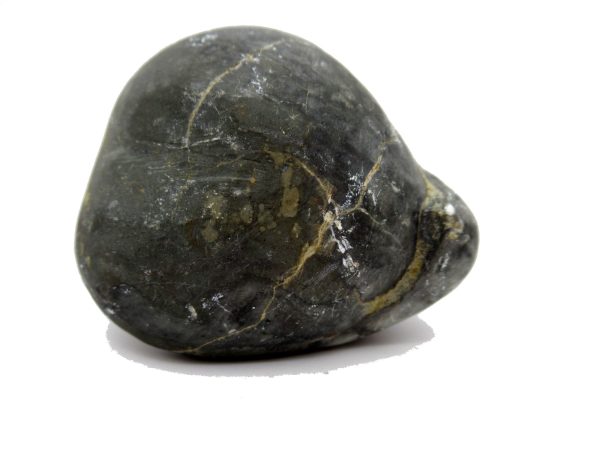 Genuine Devonian Age Strinocephalus Brachiopod From Burma For Sale #1b
